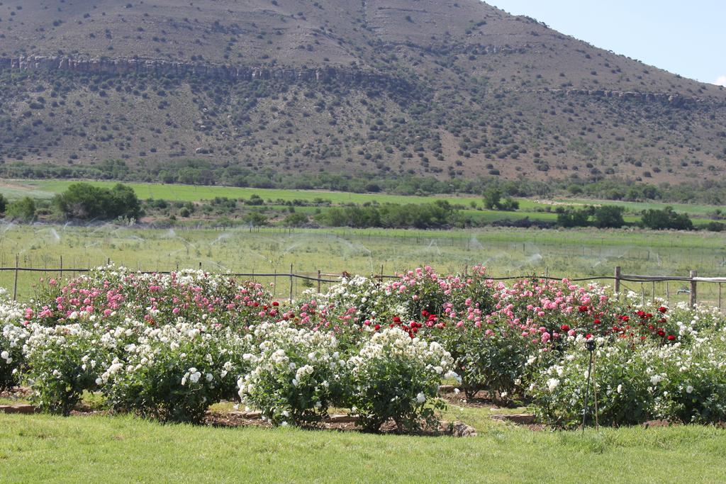 Mountain View Country Guest House Cradock Extérieur photo