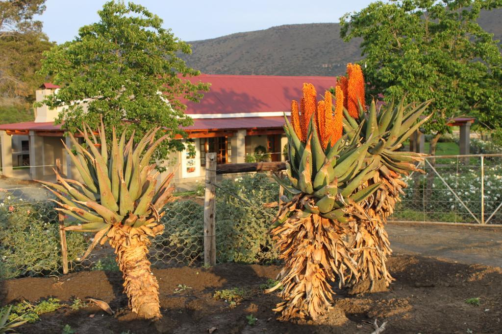 Mountain View Country Guest House Cradock Extérieur photo